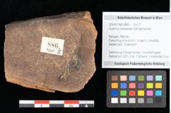 Foto (Objekt + Etikett) von Quercus palaeoilex Ettingshausen (NHMW-GEO-2024-0188-0886)